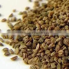 CELERY SEED OIL (Apium Graveolens) thumbnail-1