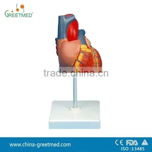 Adult Human Plastic Heart Model thumbnail-1