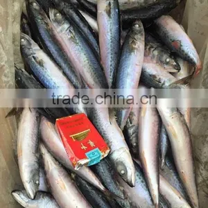 Seafood Frozen Fresh Scomber Japonicus Mackerel Fish thumbnail-1