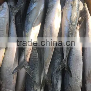 Hight Quality Frozen Pacific Mackerel for Sale thumbnail-4