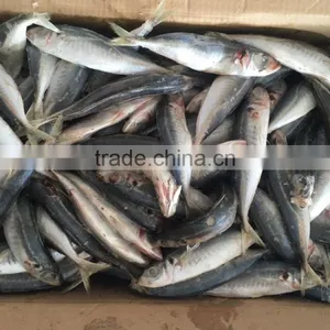 Wholesale Land Frozen Big Eye Scad for Canning thumbnail-3