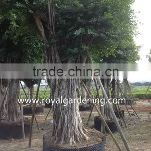 Outdoor Ficus Big Size thumbnail-1