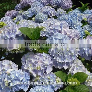 Factory Price Wholesale Real Cut Fresh Hydrangea Flower Bouquet From Yunnan thumbnail-6