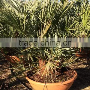 Chamaerops Humilis Cerifera thumbnail-3