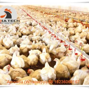 Salvador Poultry Farm Equipment Broiler Floor Raising System & Chicken Deep Litter System With Automatic Drinking& Feeding System in Chicken Shed thumbnail-1