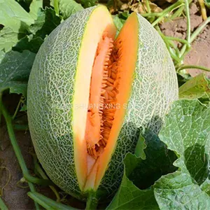 Good Taste F1 Hybrid Hami Melon Seeds Price thumbnail-1