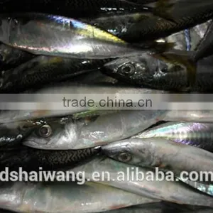 Landing Frozen Pacific Mackerel With Size 80-100 Pcs / 10kg thumbnail-1