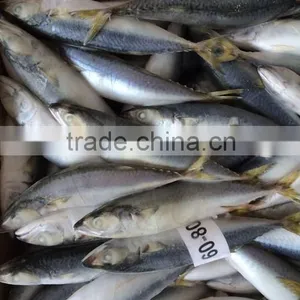 Landing Frozen Size 6 - 8 Pcs / kg Frozen Scomber Scomb thumbnail-4