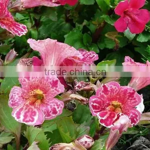Golden Monkeyflower ,Mimulus , Flower Seeds , Herb Seed,vegetalbe Seed,fruit Seed,grass Seed thumbnail-4