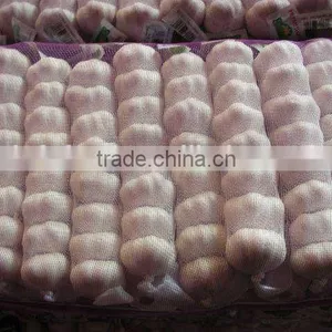 Shandong Garlic thumbnail-3
