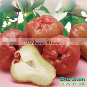 Good Quality Wax Apple for Sale thumbnail-5