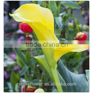 the Tipical Pura Color Fresh Cut Yellow Calla Lily Flower From China thumbnail-2