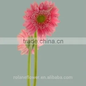 Kunming Flower Export Long Stem Glass Flowers Pvc Flower Stem With 70-80cm Long From Yunnan, China thumbnail-3