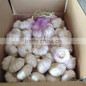 Fresh Pure White Garlic 5.0cm Packed In Carton thumbnail-1