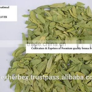 Senna Leaves No. 3 thumbnail-5