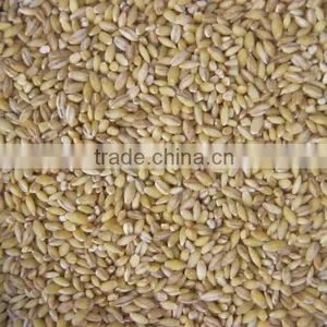 Pearl Barley thumbnail-1
