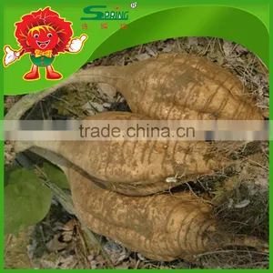 Supply High Quality Kudzu/kudzu Root/kudzu Root Powder thumbnail-2