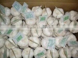 Chinese White Garlic thumbnail-1