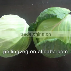 Wholesale Cabbage thumbnail-1