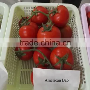 Hybrid F1 Tomato Seeds For Sale-American Bao thumbnail-2