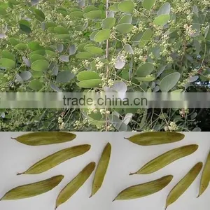 Indian Anjan Forestry Tree Seeds Hardwickia Binata India Rajasthan Asia thumbnail-1