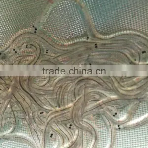 Glass Eel Anguilla Rostrata thumbnail-1