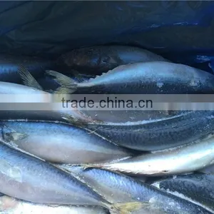 Frozen Pacific Mackerel for Bait thumbnail-2