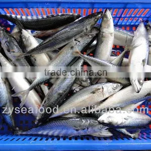 Frozen Pacific Mackerel Fish 200-300G thumbnail-2