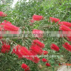 Callistemon Viminalis thumbnail-1