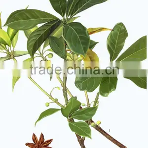 Top Quality Natural Start Anise Oil Extract thumbnail-1