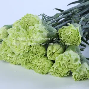 China Flower Fresh Cut Carnations Flower Mother′s Day Gift Wholesale thumbnail-4
