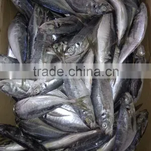 2015 Frozen Horse Mackerel wr 100-200g Seafrozen thumbnail-3