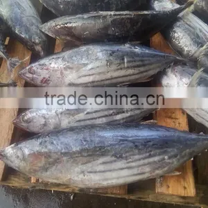 Frozen Skipjack Tuna thumbnail-1