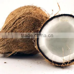 Indian Fresh Semi Husked Coconuts thumbnail-1