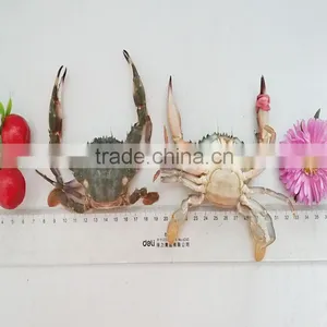 Fresh Frozen Mud Crabs With HACCP thumbnail-2