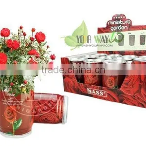 Rose Seeds in Can thumbnail-4
