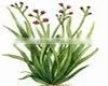 Palmarosa Oil thumbnail-1