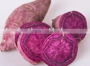 Fresh Sweet Potato Vegetable on Sale thumbnail-5