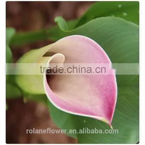 the Beautiful Pura Color Fresh Cut Red Calla Lily Flower to Express All Over the World thumbnail-1