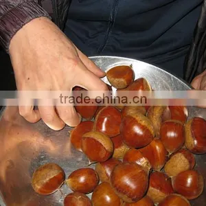 Bigbig Sweetsweet China Chestnut thumbnail-6