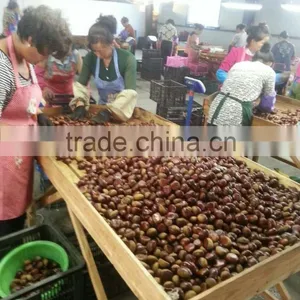Dandong Kaili Chinese Chestnuts Big Size thumbnail-1