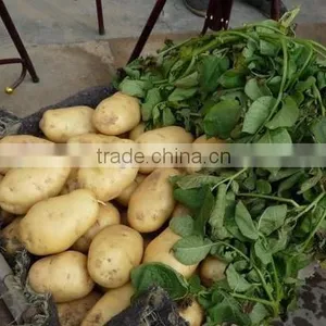 Fresh Potato thumbnail-2