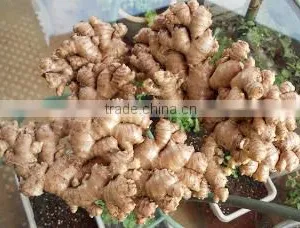 Fresh Ginger thumbnail-2