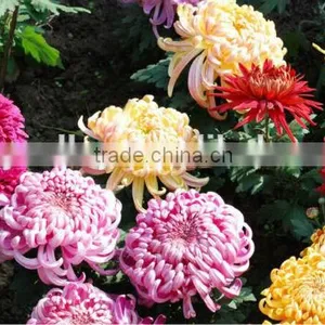 Hybrid Chrysanthemum Seeds For Sale thumbnail-1