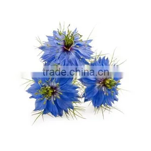 Headache Migraine Relief Black Seed Oil Nigella Sativa Oil thumbnail-3
