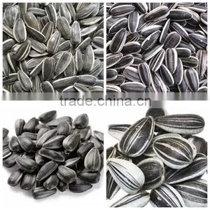 Organic Sunflower Seeds in Shell Chinese Sunflower Seeds Hybrid Sunflower Seed thumbnail-3