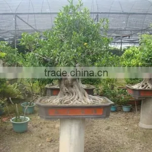 Artistic Best Bonsai of Ficus Microcarpa thumbnail-5