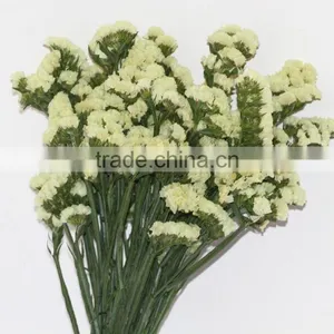 Fresh Cut Myosotis Sylvatica Flowers From Kunming Flower Planting Base thumbnail-3