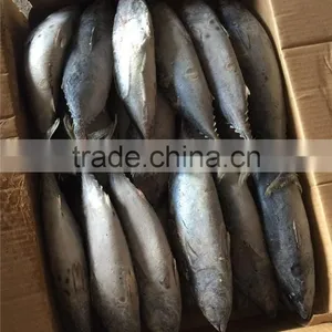 2016 New Frozen Bonito Tuna 200-300g thumbnail-4