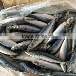 Frozen Mackerel Fish Frozen Fresh Seafood thumbnail-2